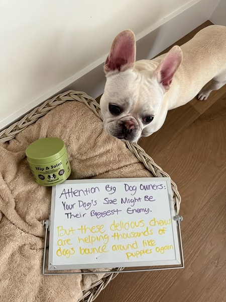 A close-up shot of a dog looking at a whiteboard featuring a handwritten, problem-aware headline about joint health in large dogs.